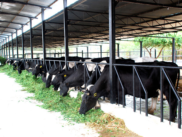 How to start a dairy farm business in India