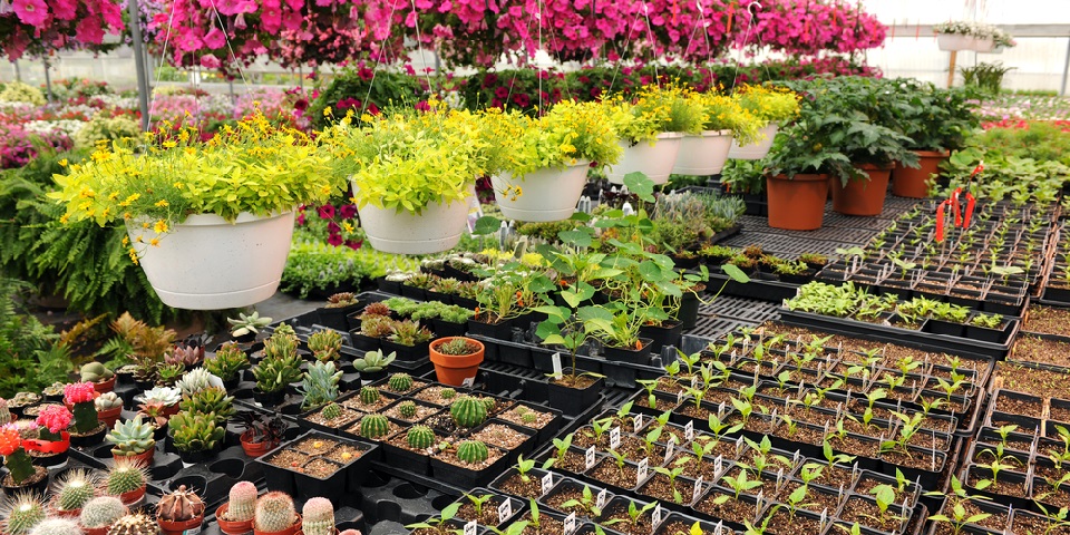 How to Start a Plant Nursery Business