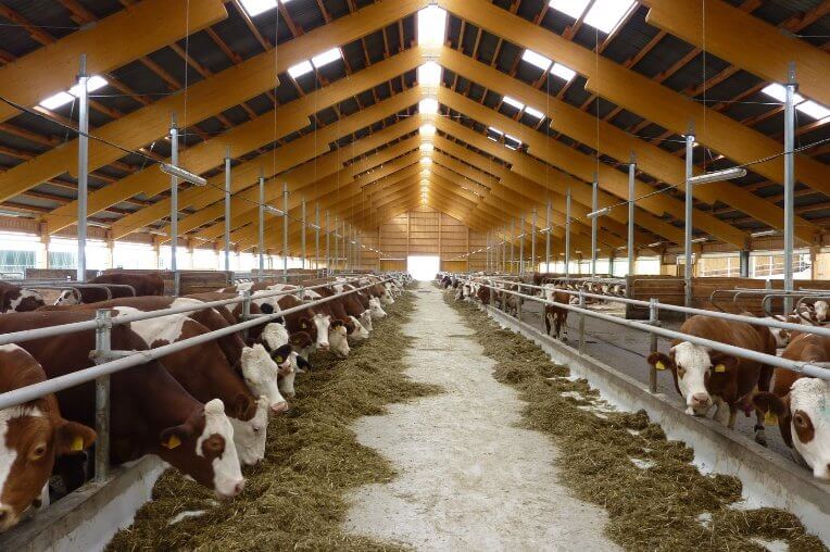 Cattle farm