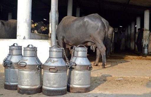 Cow milk supply